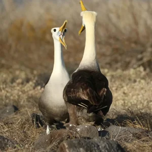 Galapagos Encompassed