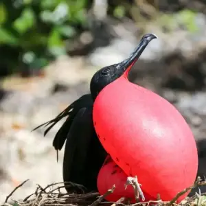 Galapagos in Depth